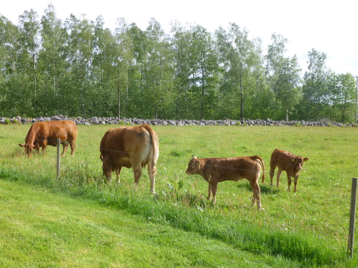 Två kor och kalvar på en sommaräng med stenmur och träd i bakgrunden.