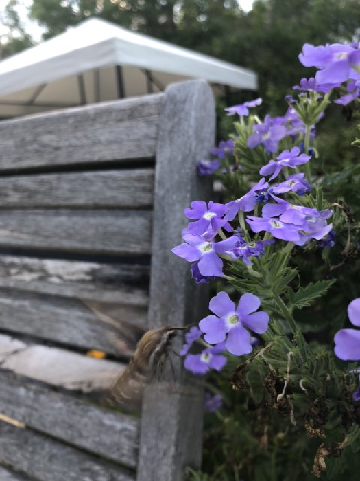 En svärmare med lång snabel samlar nektar från lila blommor vid en träbänk.