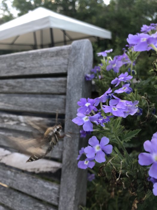 Humla i flykt nära lila blommor med suddig trädgårdstol och paviljong i bakgrunden.