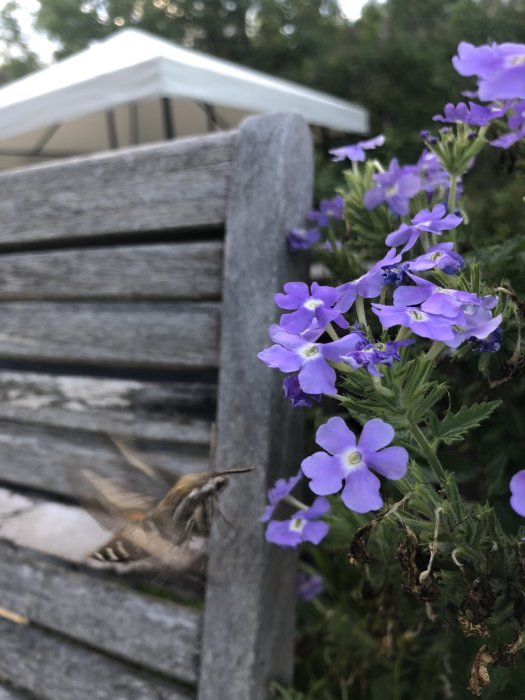 Närbild av en svärmare med lång snabel som besöker lila blommor vid trästaket.