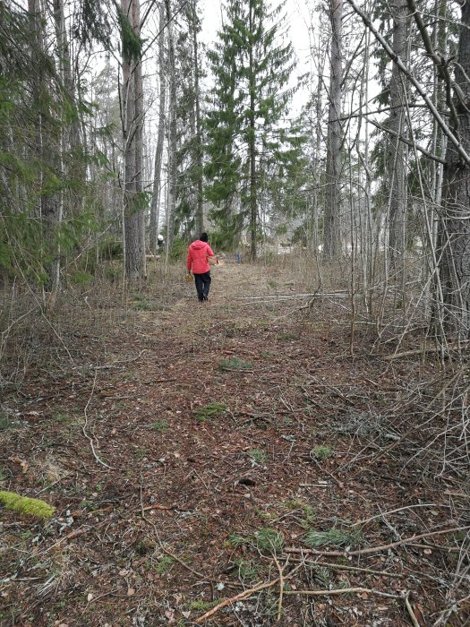 En övervuxen skogsväg med en person som går bortåt mellan träd och nedfallna grenar.