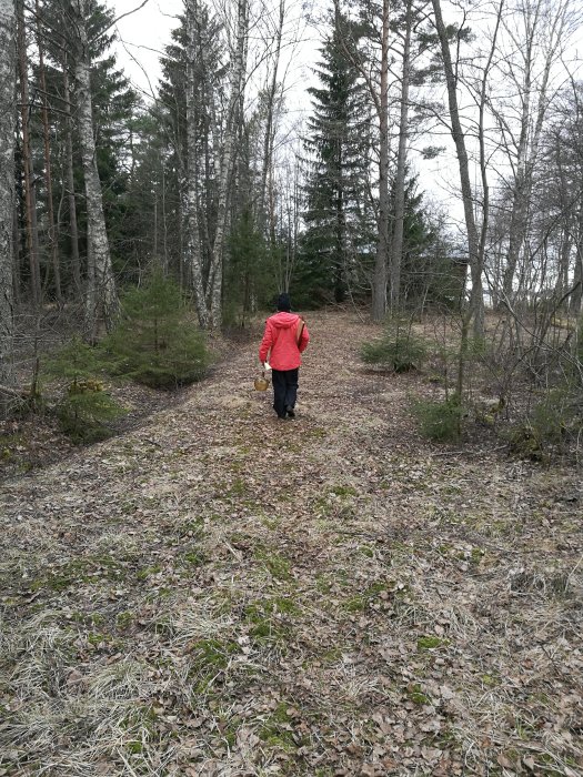 Person i röd jacka går på en övervuxen skogsväg som behöver rustas upp.