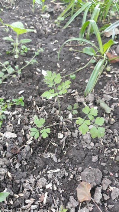 Ogräs med flikiga blad i jord, liknande hundkäx, omgivet av andra plantor och enstaka löv.