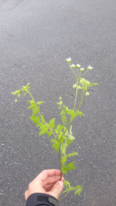 Hand håller en stjälk av ogräs med vita knoppar och gröna blad mot en asfaltsbakgrund.