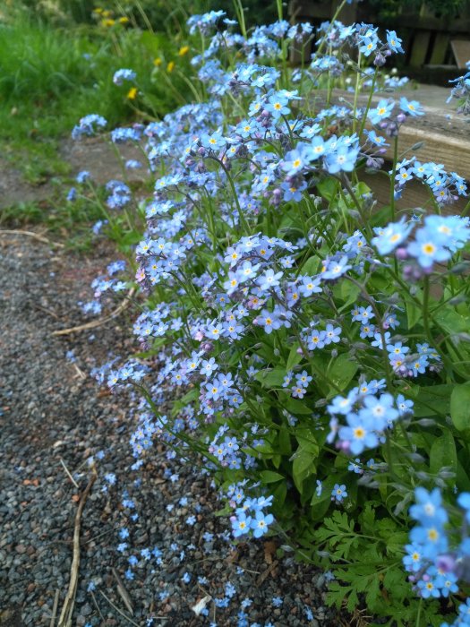 Blomstrande blå och vita blommor i en rabatt med grusstig och gröngräs i bakgrunden.