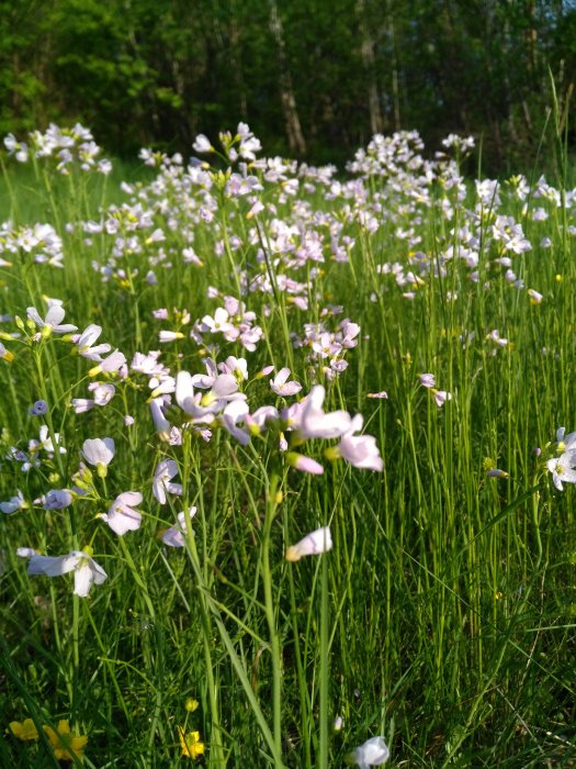 Blomsterrabatt med ljusrosa blommor i grön gräsmatta, möjlig föda för insekter.