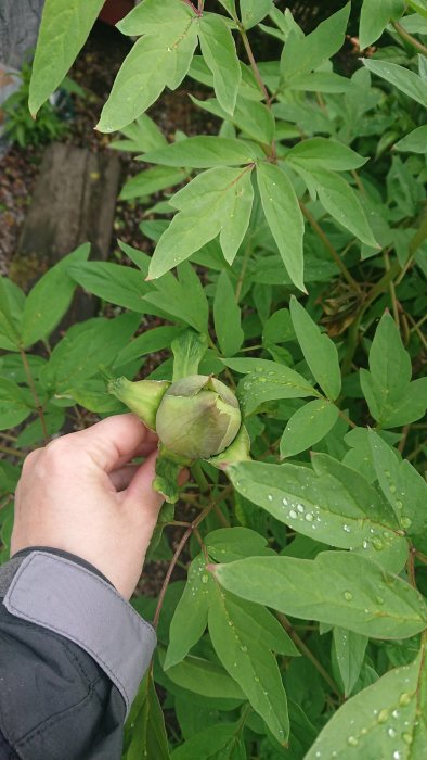 Hand håller en knopp på en träd- eller buskpion omgiven av gröna löv med vattendroppar.