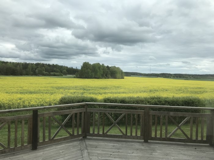 Utsikt från en träaltan över ett blommande gult fält med träd i bakgrunden och molnig himmel.