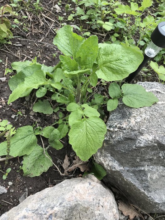 Växt med stora gröna blad vid sten i en trädgård, fråga om artbestämning.