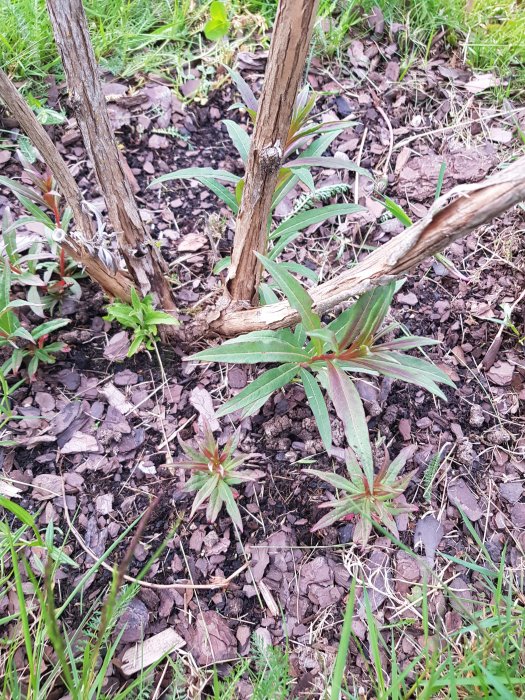 Nya gröna skott vid basen av gammal buddleja i jord med barkflis.