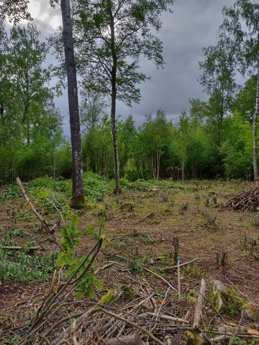 Röjd åkertomt med stubbar och grenar, omgivet av träd och mörka moln på himlen.