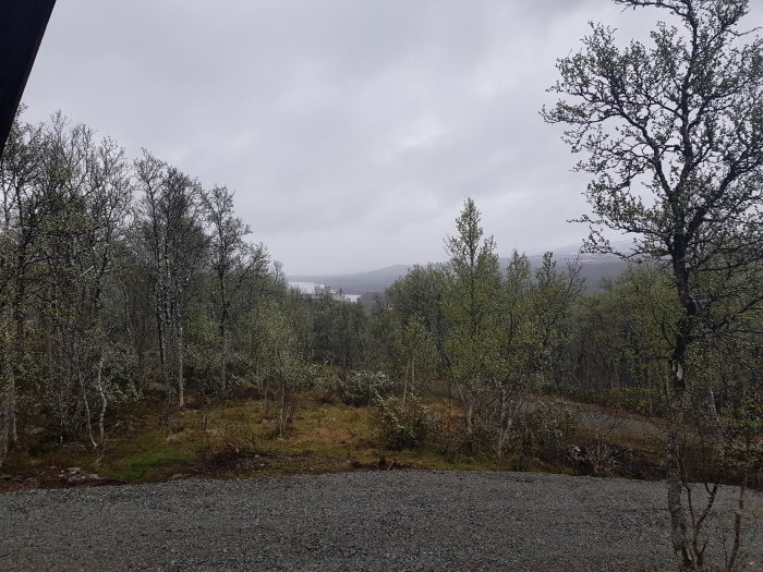 Utsikt över nyutslagna björkar med snöglopp och grå himmel.