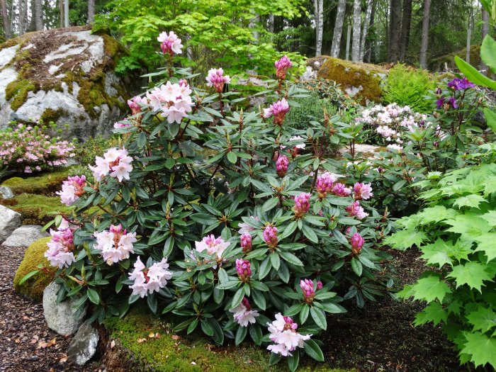 Rhododendron 'Flautando' i blom med många rosa blommor framför mossbeklädda stenar och grönska.