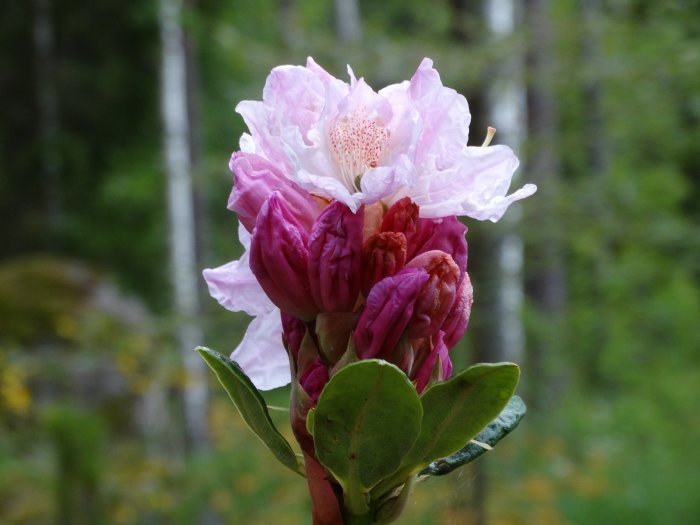 Närbild på Rosa Rhododendron 'Flautando' blommor med daggdroppar och suddig grönska i bakgrunden.