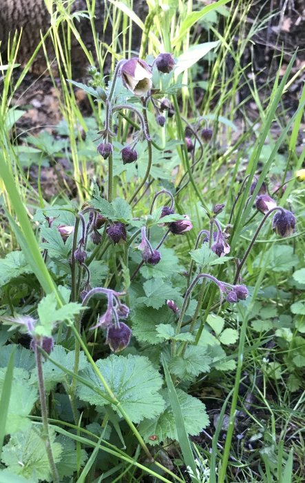 Växt med lila blommor och gröna blad i skuggigt område, möjlig trädgårdsväxt bredvid cykelväg.