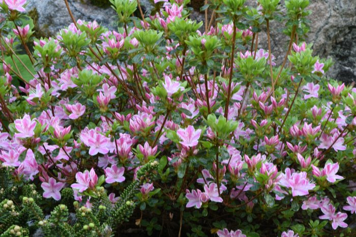 Rhododendron 'Kermesina Rose' med rosa-vita blommor och gröna blad i en trädgård.