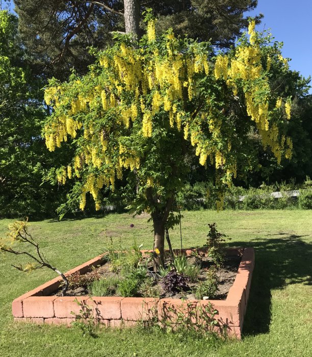 Blommande gullregnsträd med hängande gula blomklasar i en trädgård med upphöjd blomrabatt.