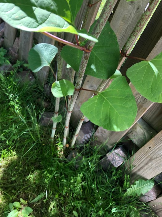 Växt med stora gröna blad och rödaktiga stjälkar nära ett trästaket och gräs, troligen parkslide.