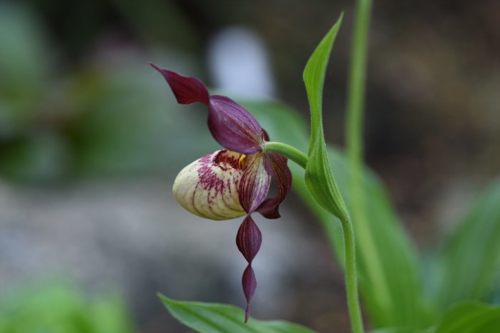 Blommande orkidén Cypripedium 'Gisela' med burgundy och krämfärgade kronblad mot suddig grönska.