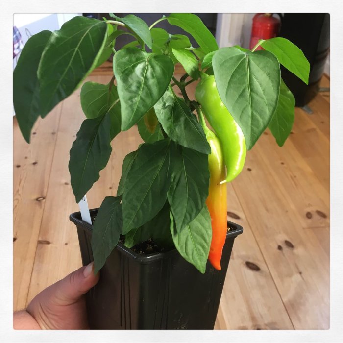 En Hungarian Hot Vax-chilipepparplanta i kruka som börjar förändra färg från grön till orange.