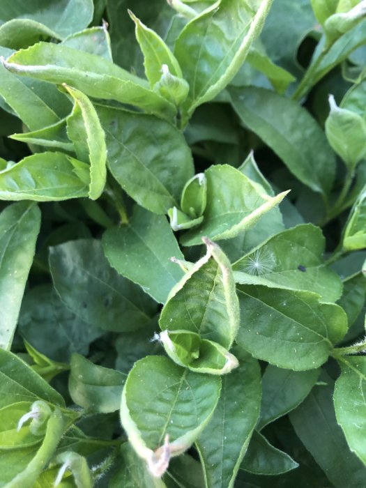 Gröna blad på en växt med en liten fröspridare från en maskros synlig.