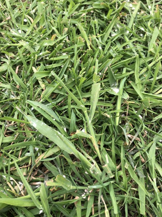 Gräsmatta med potentiellt ogräs som kan vara crabgrass och vita fläckar från kalk.
