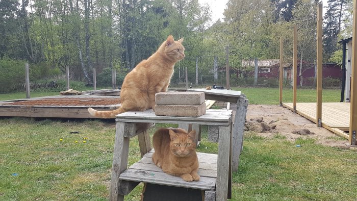 Två röda katter på och under ett gammalt träbord utomhus med en altan under konstruktion i bakgrunden.