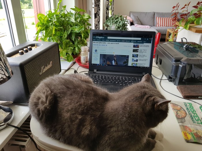 Grå katt som vilar på ett bord bredvid en öppen laptop med ett diskussionsforum på skärmen.