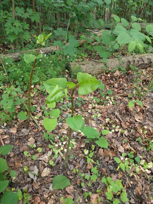 Unga trädplantor i en skog med löv på marken, upptäckta av inläggsförfattare i Svedala.