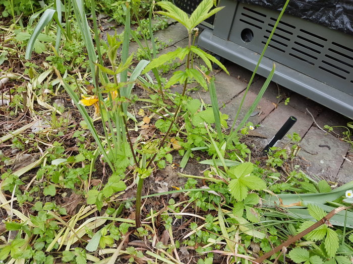 Översikt av en rabatt med blandade växter och ogräs, möjligtvis ungplantor av buskar eller perenner.
