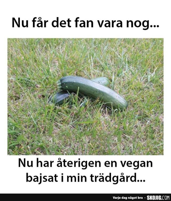 En grön squash ligger på gräsmattan med textskämt om vegansk bajsnödighet.