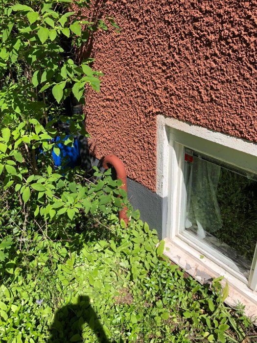 Uppochner-vänt J-rör som sticker ut från en husvägg med grovputs, omgivet av gröna växter och fönster synligt.