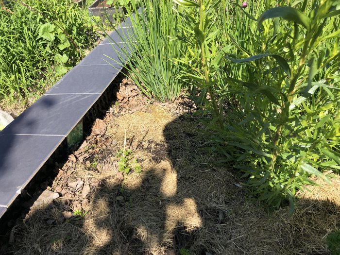 En trädgårdsland med gräslök, persilja och en ung planta till vänster i bild, bredvid täckbark och en kant av svart plast.