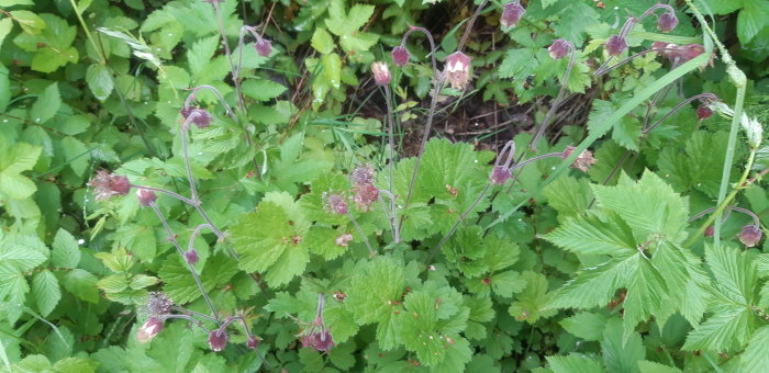 Vilda växter och gräs med vissna blomhuvuden och gröna blad, oskarpa i bakgrunden.