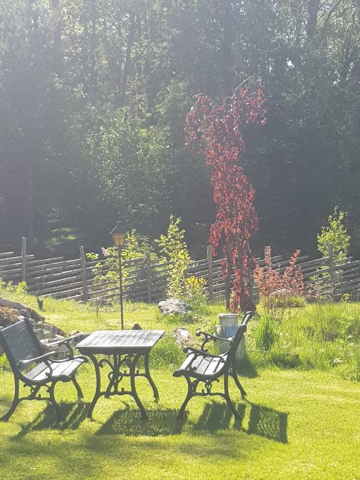 En blodbok med röda löv lyser upp en solig trädgård med utemöbler på gräsmattan.