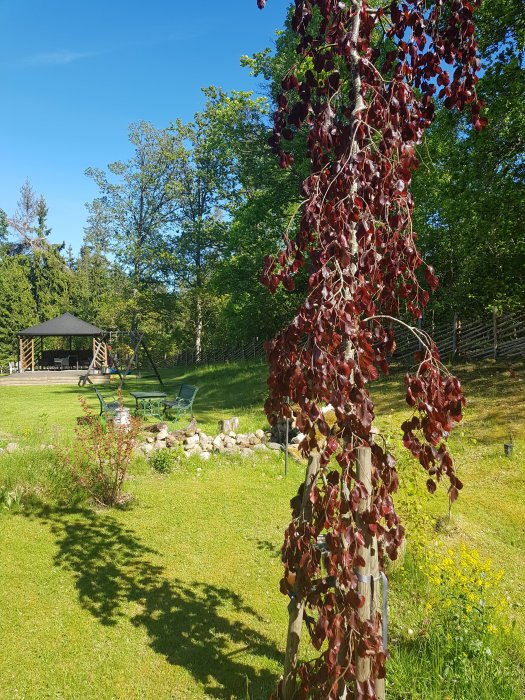 Blodbok med röda löv i närbild med en solig trädgård i bakgrunden.