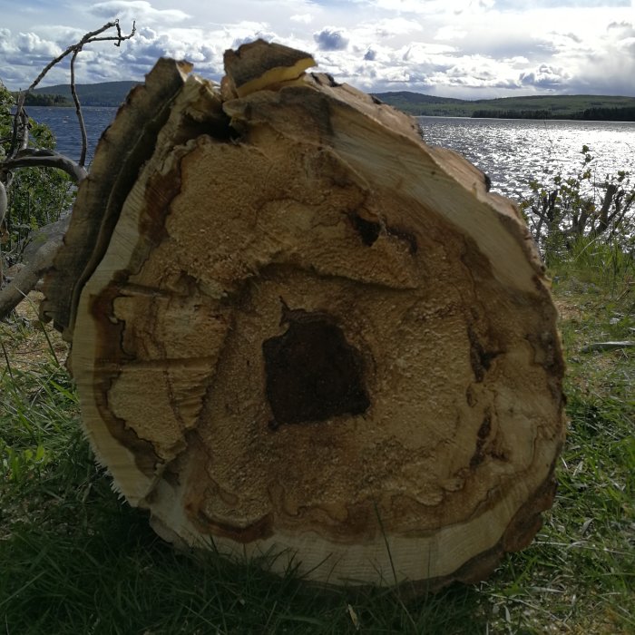 Närbild på tvärsnittet av en nyligen fälld stor alm med synliga årsringar och skador, vid en sjö.