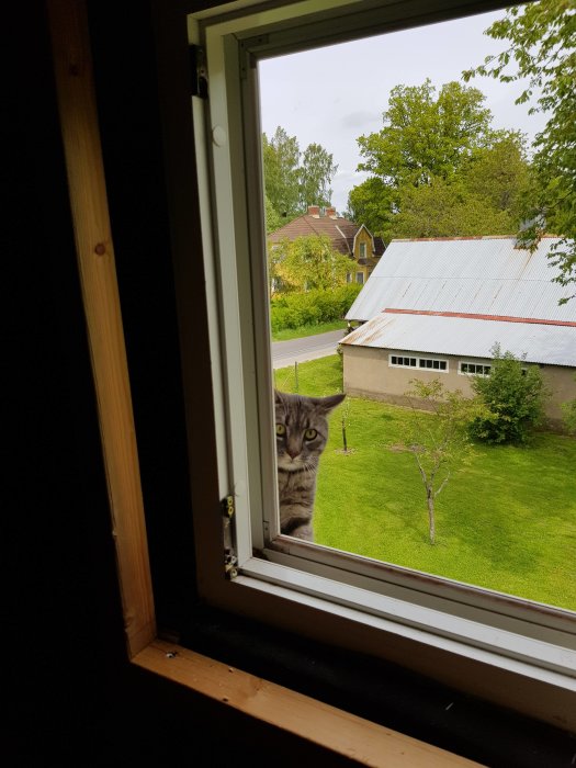 En katt tittar nyfiket in genom ett öppet fönster i ett hus under renovering.