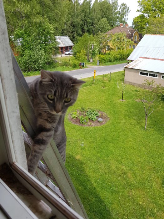 Katt tittar in genom fönster ovanifrån med trädgård och hus i bakgrunden.