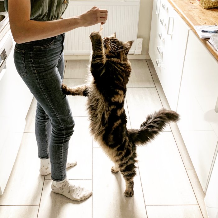 Katt står på bakbenen och sträcker sig efter skinka som en person håller i handen.