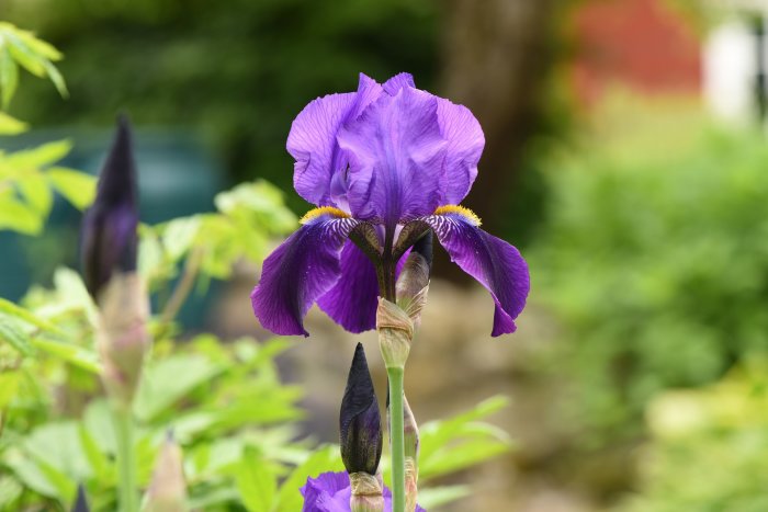 Iris germanica 'Joanna', skäggiris med lila blommor och synligt färggrann skägg på bladen.