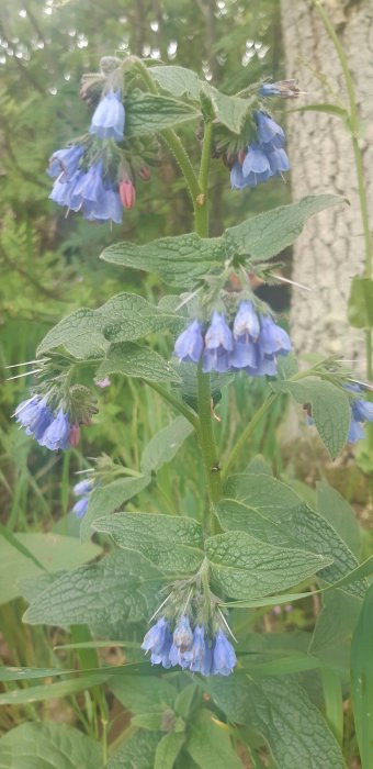 Blå klockformade blommor med gröna blad i trädgårdsmiljö.