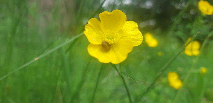 Gul blomma i fokus med grönt gräs i bakgrunden.