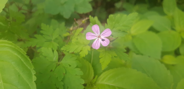 En ensam rosa blomma med fem kronblad i en grön trädgård.