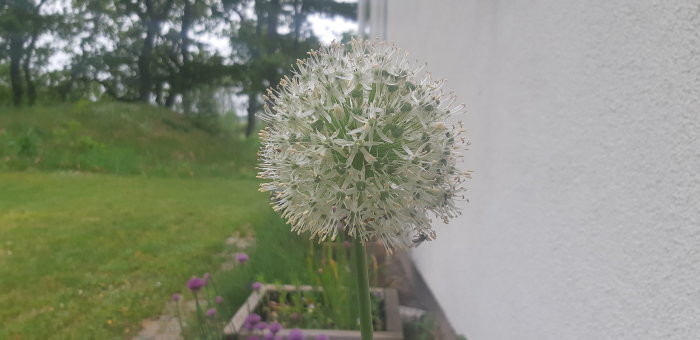 Vit klotformad blomma i fokus framför ett grönt gräsområde och en vit husvägg.