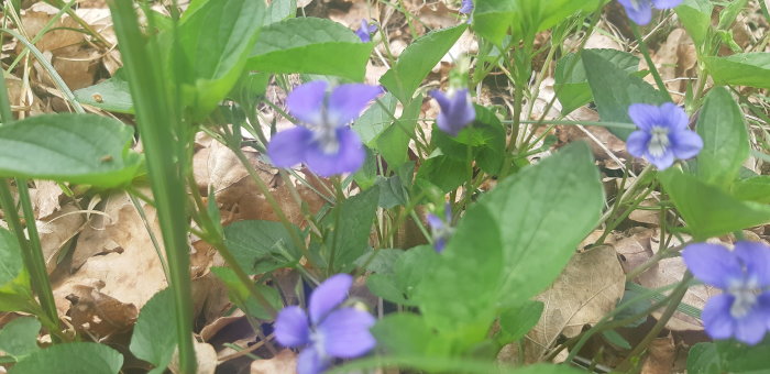 Ljuslila blommor omgivna av gröna blad och torra löv på marken.