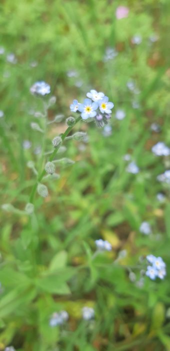 Blommor med små blå kronblad och gula mitten i en trädgård, suddig grön bakgrund.