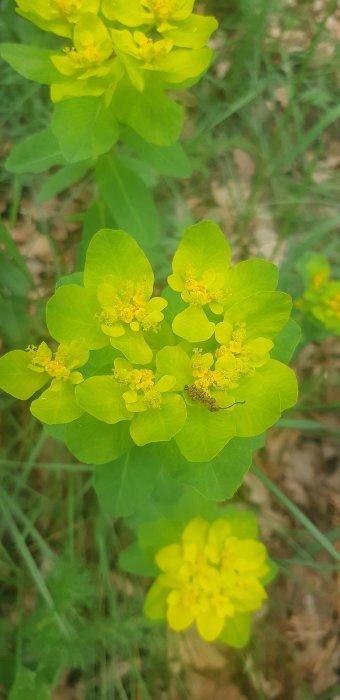 Gula blommor med synliga ståndare i en trädgård, otydlig bakgrund med grönt gräs.