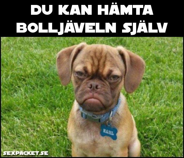 Mops med argt uttryck och texten "DU KAN HÄMTA BOLLJÄVELN SJÄLV" över bilden.