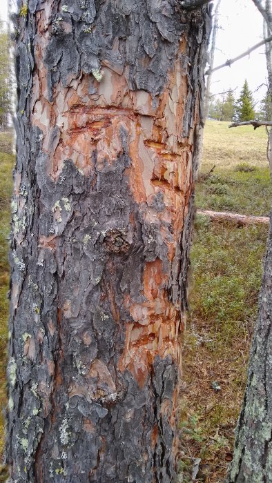 Närbild av ett träd med avskalad bark avslöjande den orangebruna innanbarken, omgiven av skogsmark.